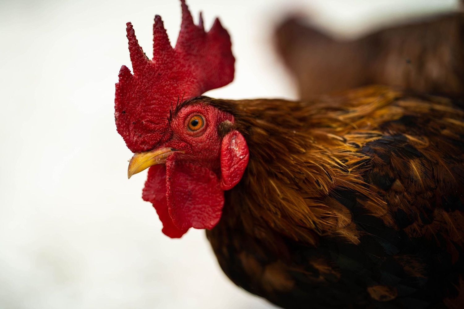 Close-up portrait of a red rooster
