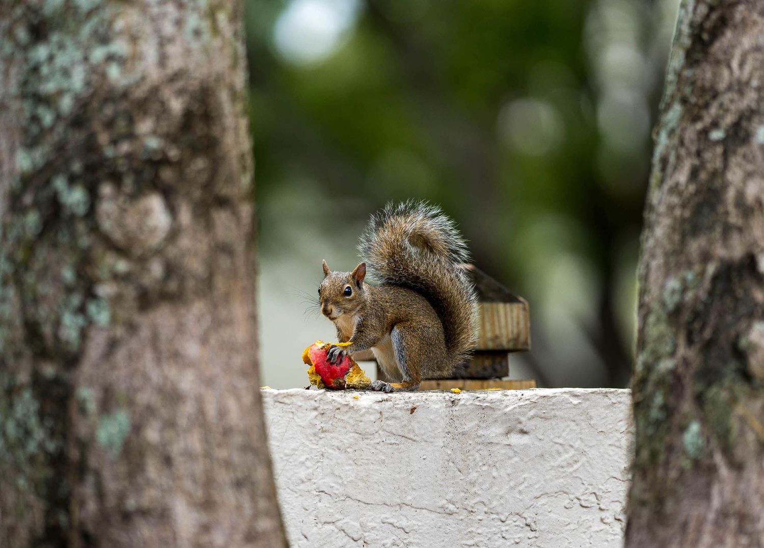 Squirrel eating on a low stone wall between two trees