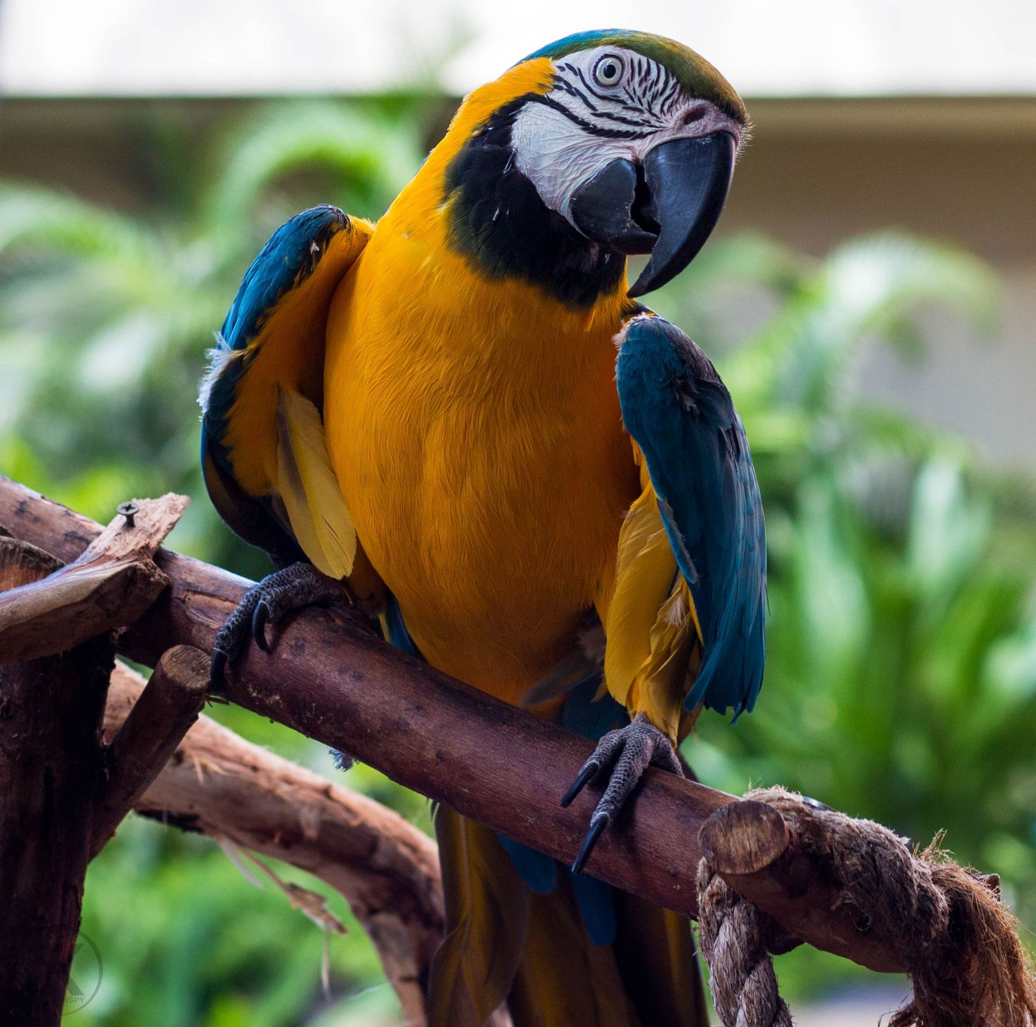 Blue and gold macaw perched on a branch