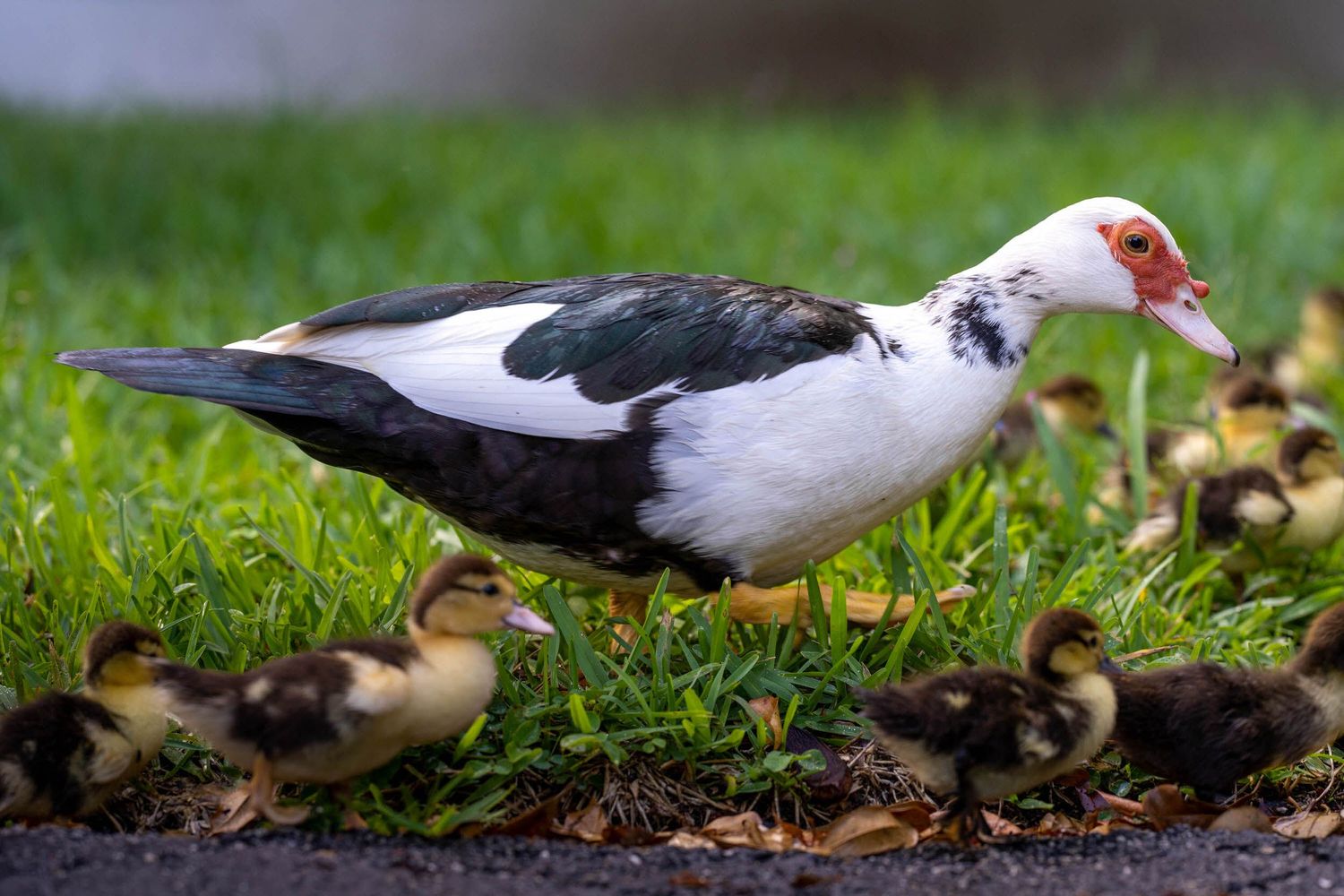 Duck leading a line of ducklings across the grass