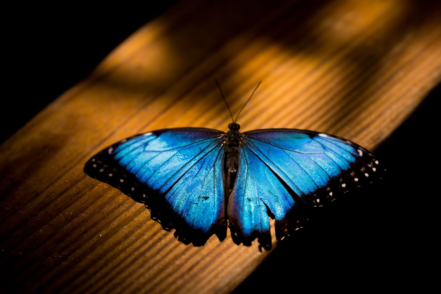 Macro photograph of a blue morpho butterfly resting on a wood surface