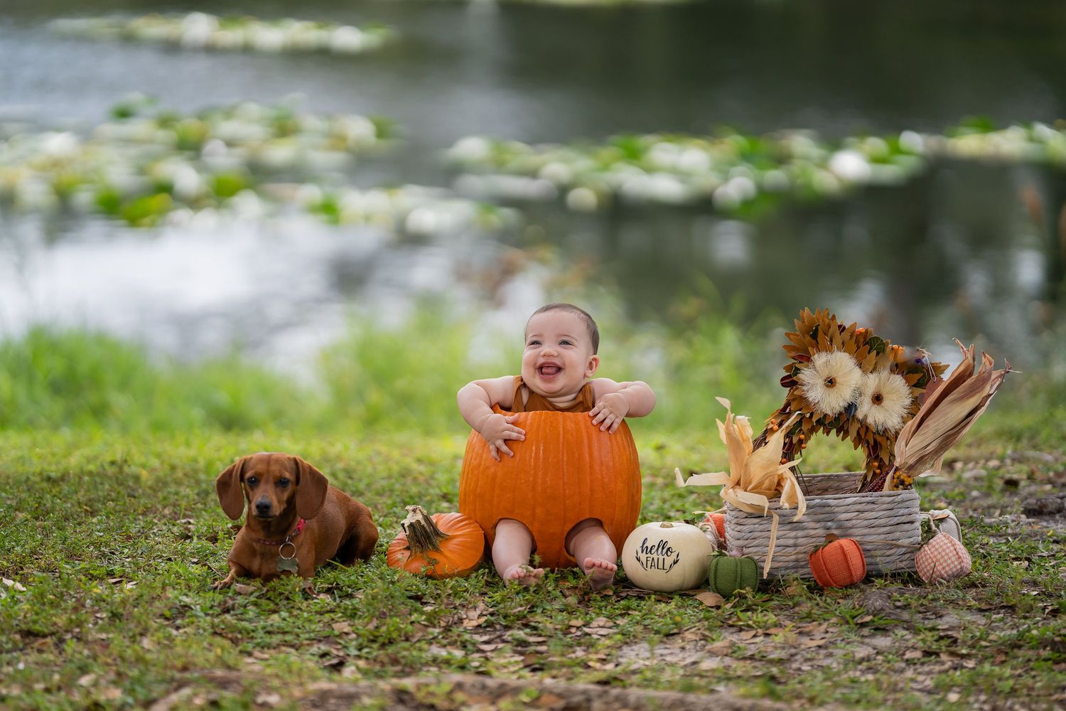 Baby laughing while sitting inside a carved pumpkin next to the family dachshund, autumn decor and a lily pond behind them
